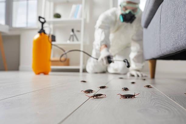 Commercial Kitchen Cockroach Control in Plain City
